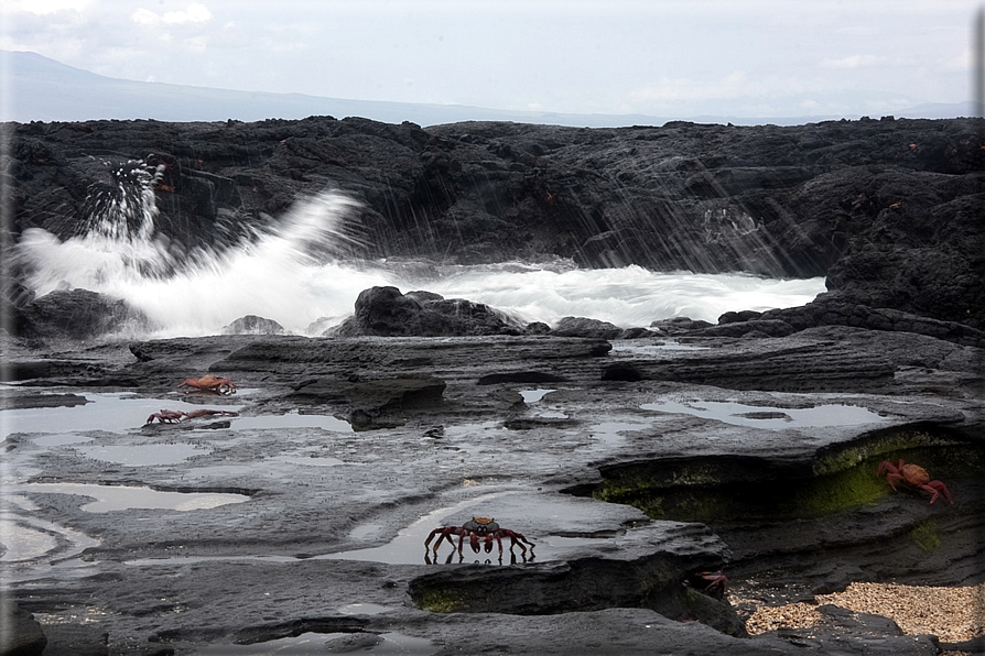 foto Isole Galapagos